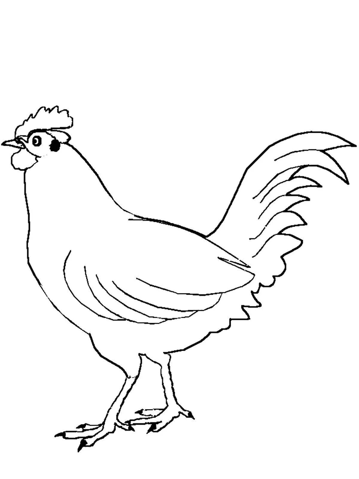 Раскраска домашние животные курица. Для срисовки
