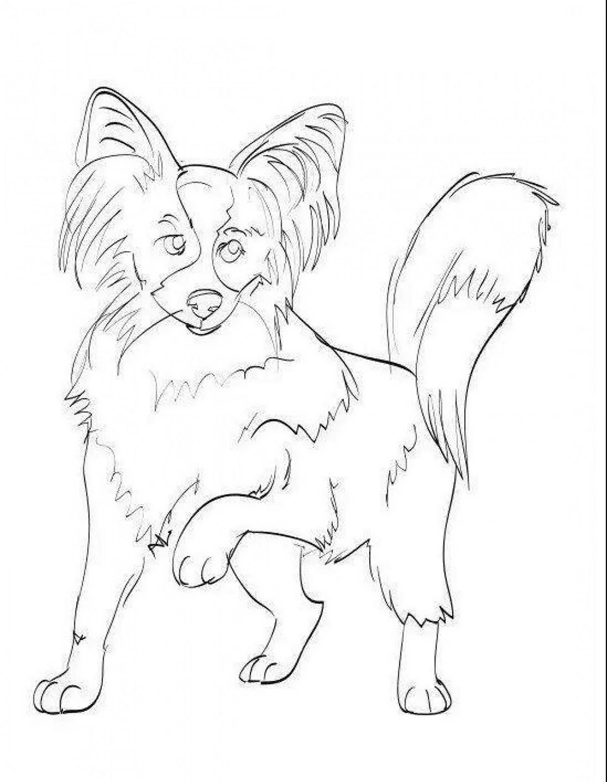 Раскраска Папильон собака. Для срисовки
