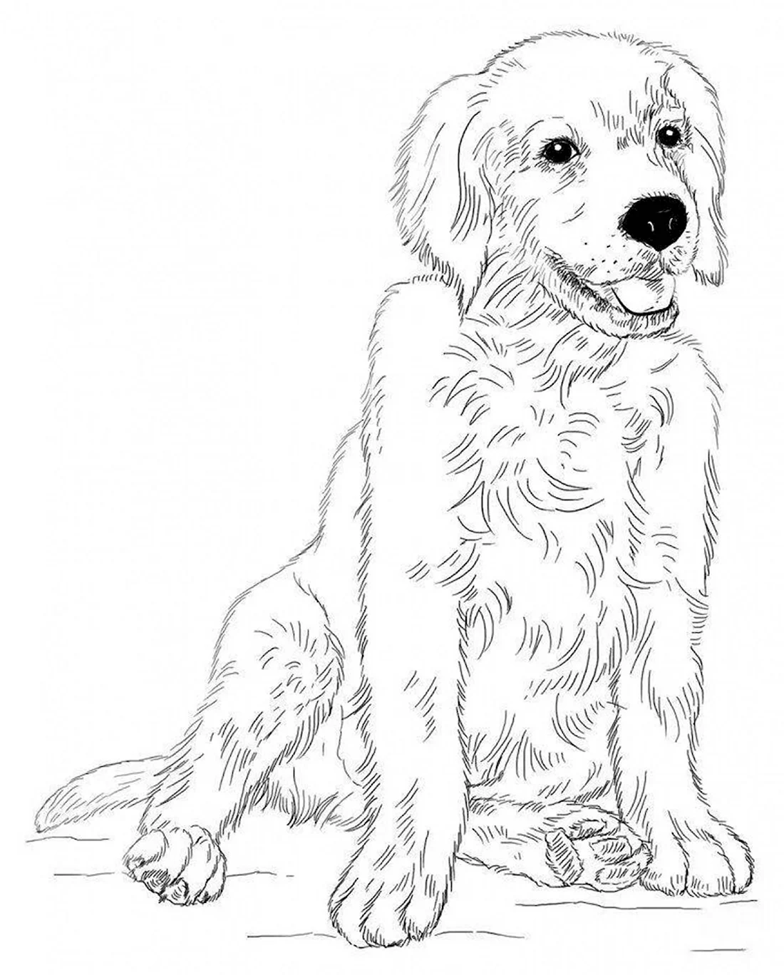 Раскраска щенок Голден ретривера. Красивые картинки животных