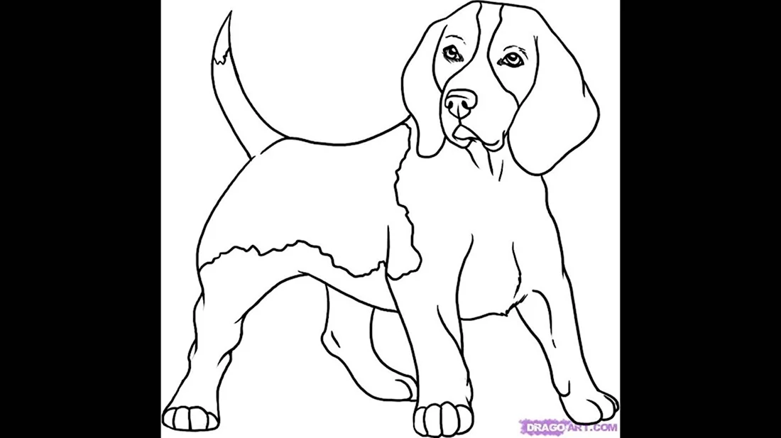 Раскраска собака Бигль щенок. Красивые картинки животных