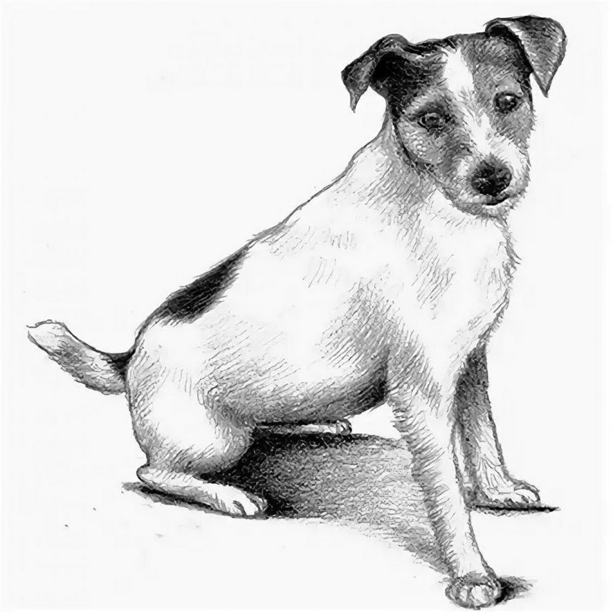 Раскраска собака Джек Рассел терьер. Красивое животное