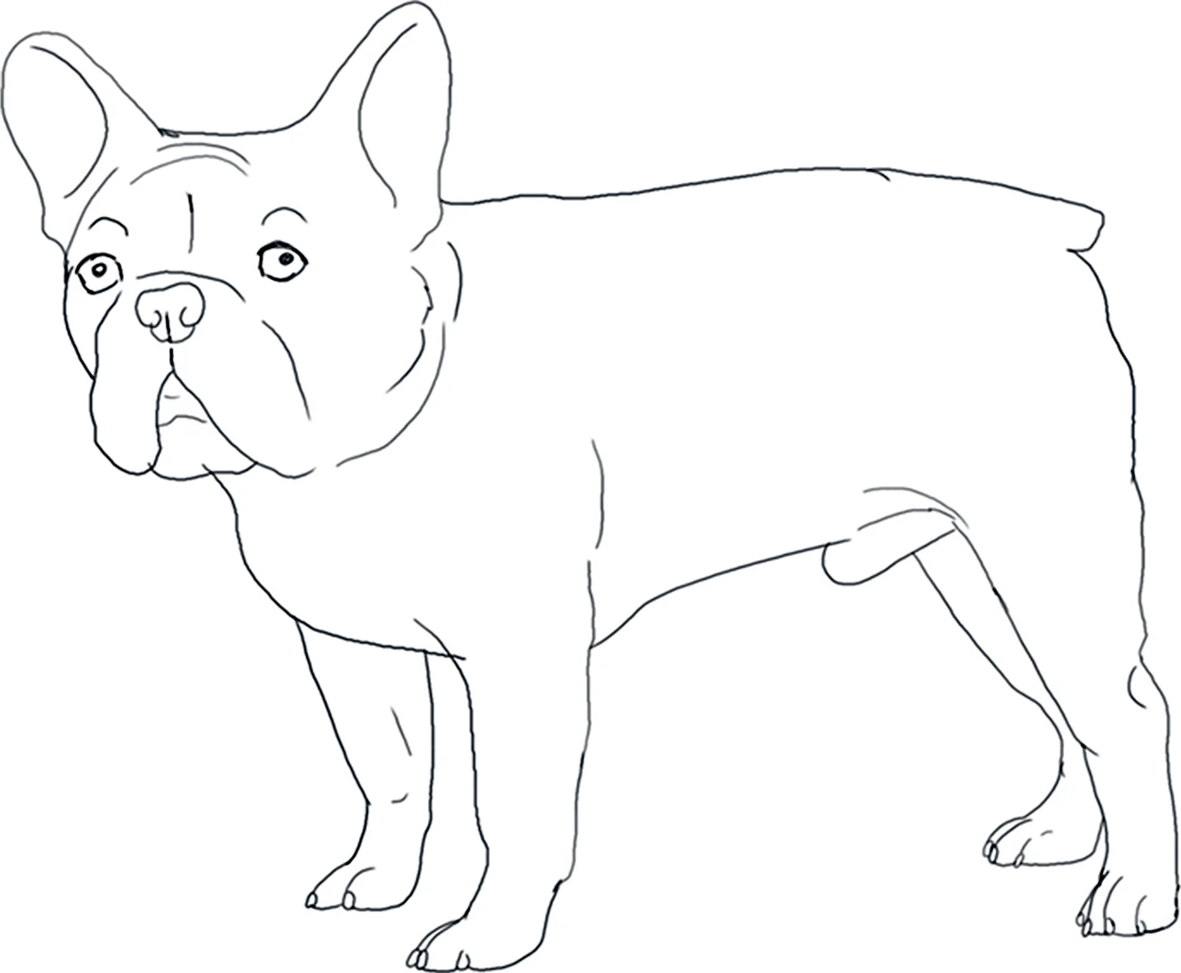 Раскраска собака французский бульдог. Для срисовки
