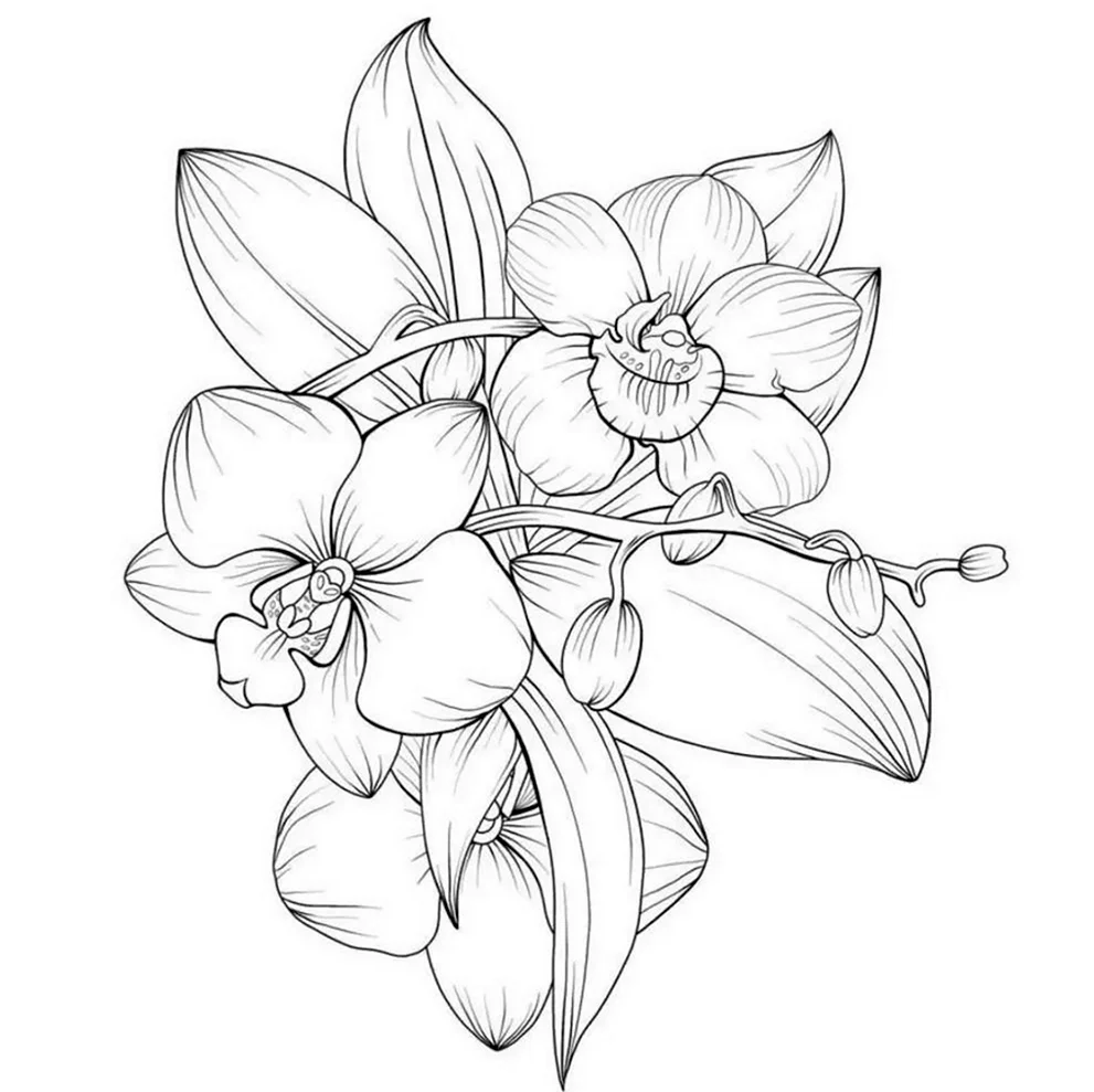 Раскраска цветы орхидеи. Для срисовки