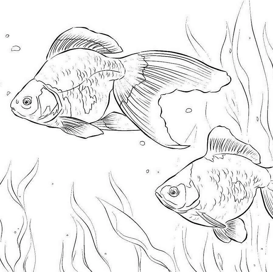 Раскраски аквариумные рыбки вуалехвост. Для срисовки
