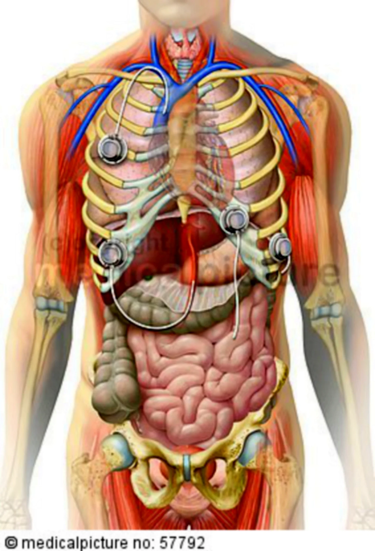 Расположение органов у человека. Картинка