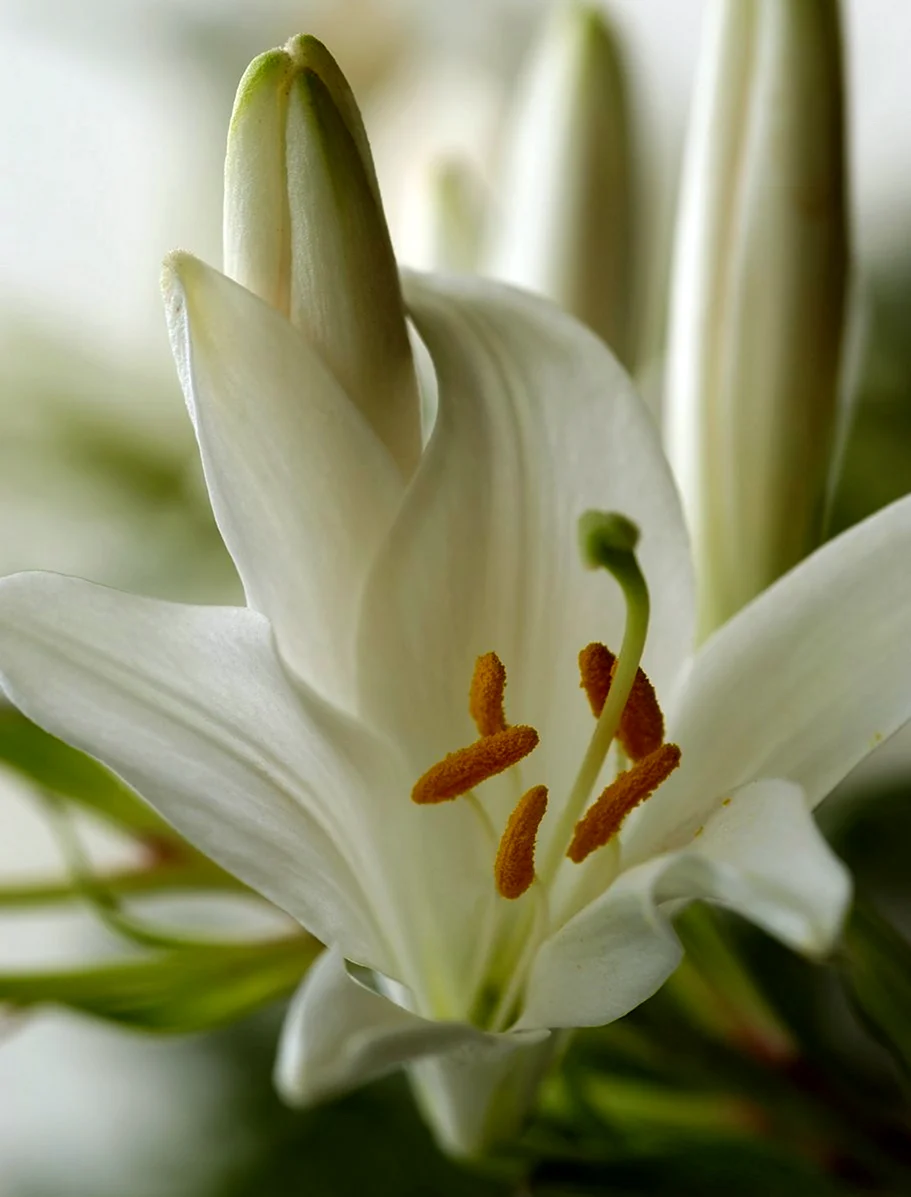 Растения Лилейные Лилия белая. Картинка
