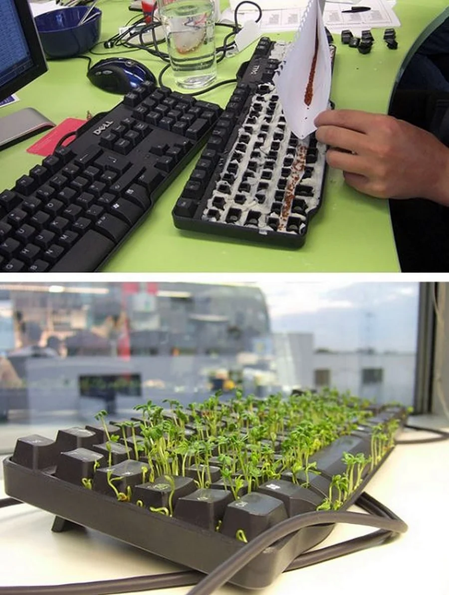 Растения в клавиатуре. Прикольная картинка