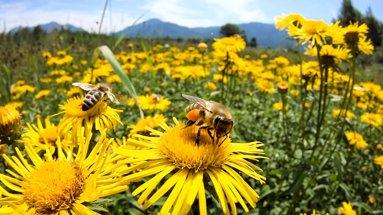Разнотравье Луга пчелы. Поздравление