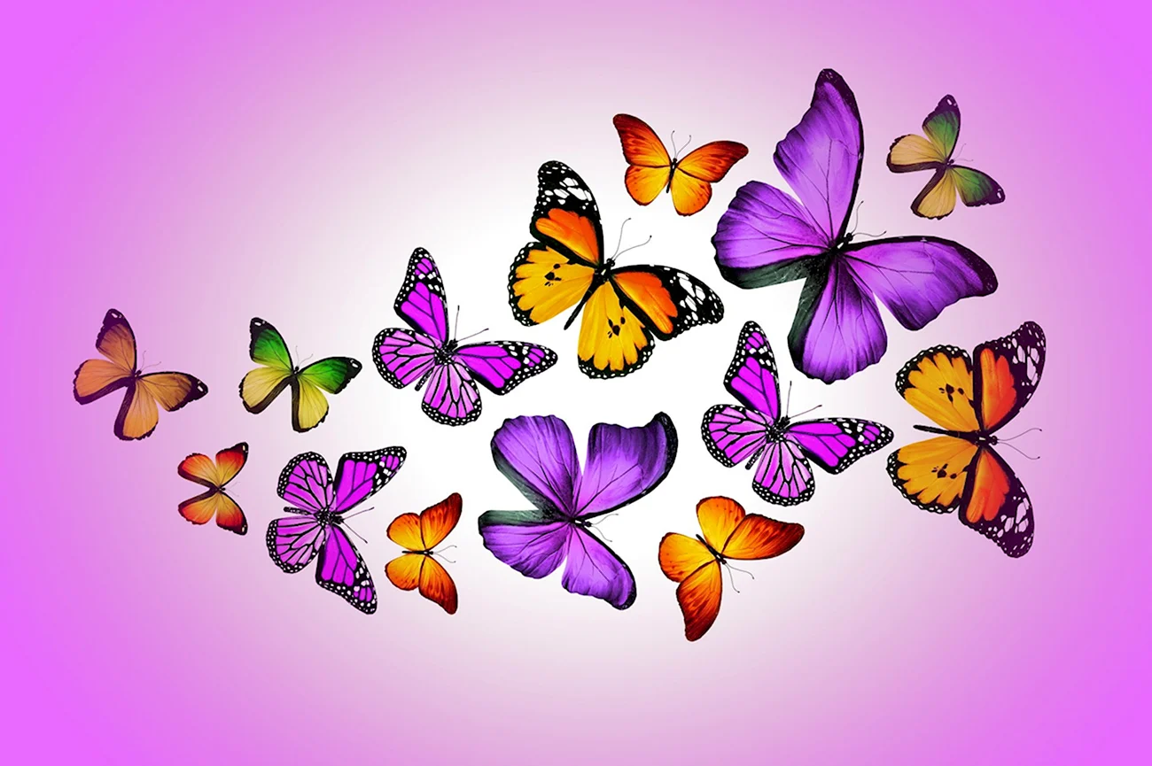 Разноцветные бабочки. Красивая картинка