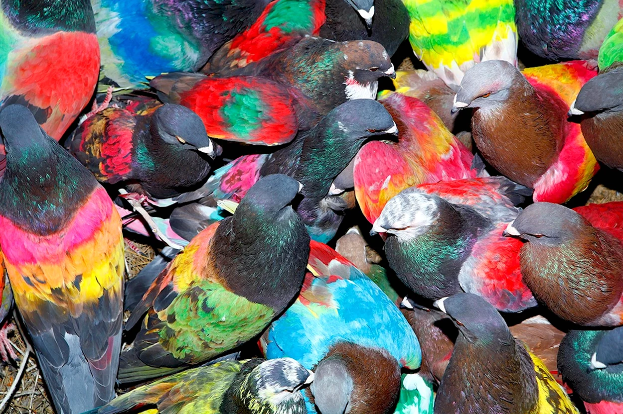 Разноцветные голуби. Красивое животное