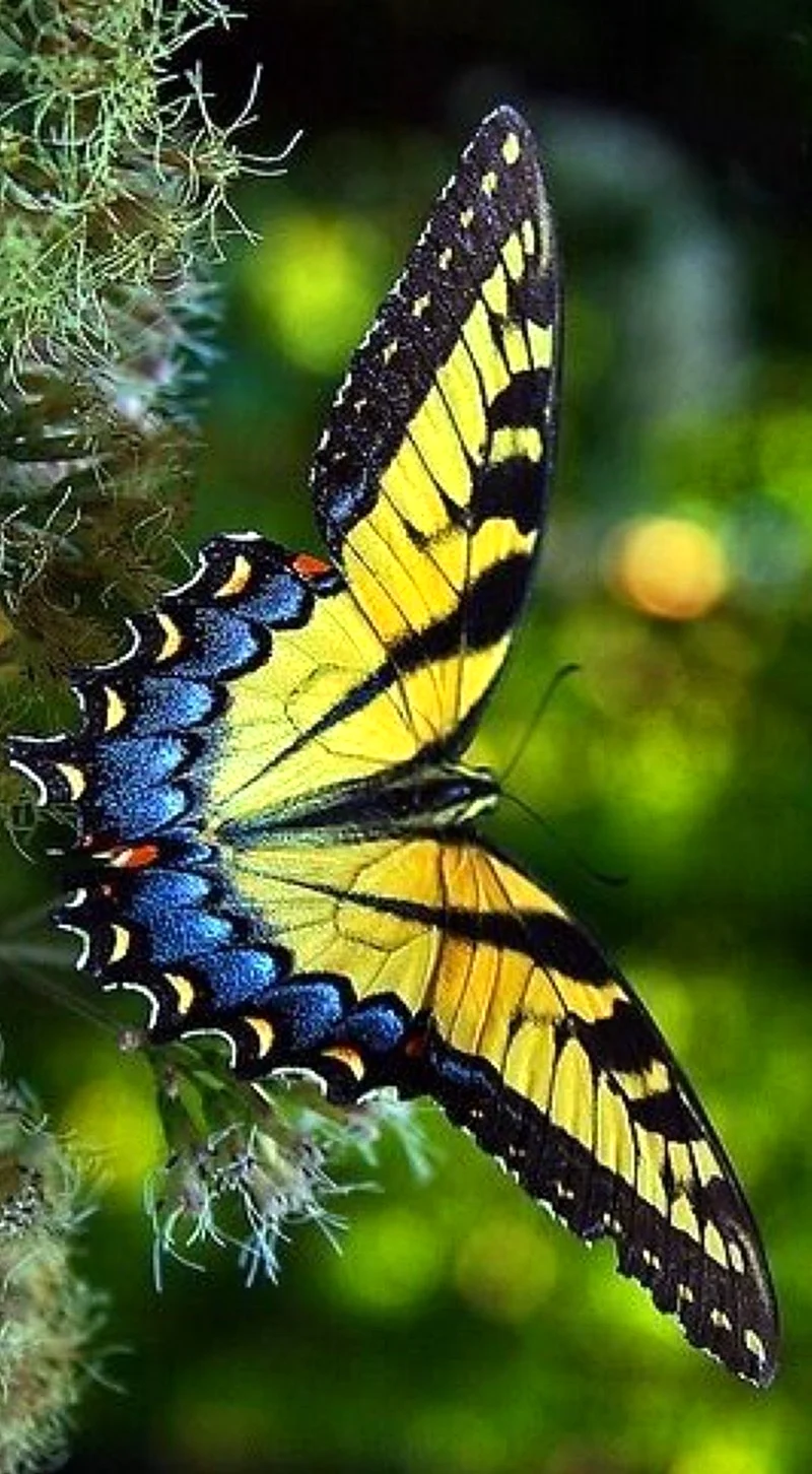 Разные бабочки. Красивое животное
