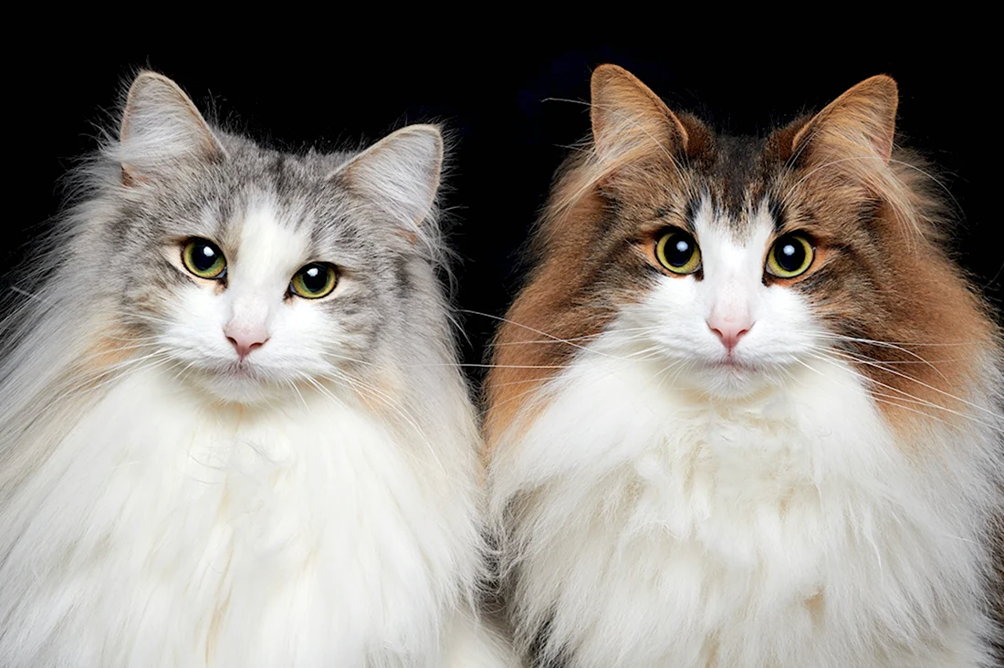 Разные кошки. Красивые картинки животных