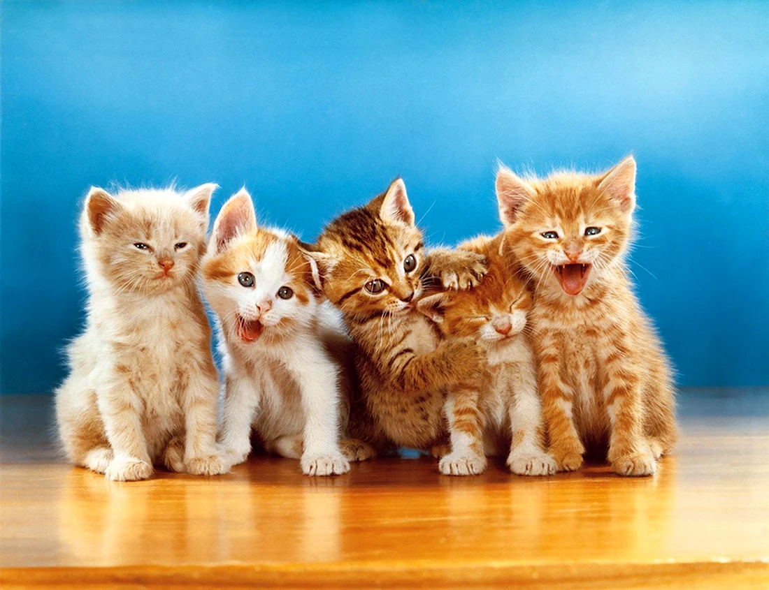 Разные котята. Красивые картинки животных