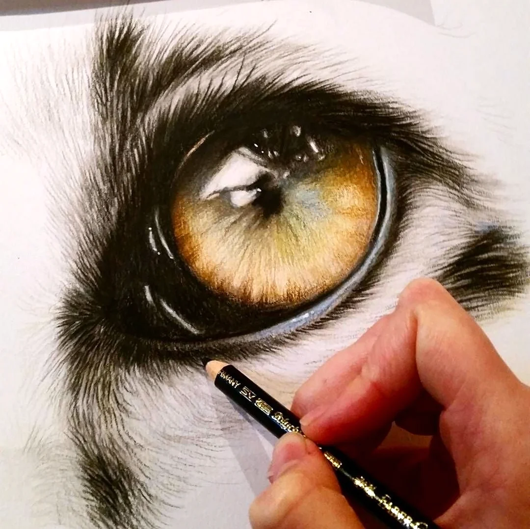 Реалистичный глаз цветными карандашами. Для срисовки