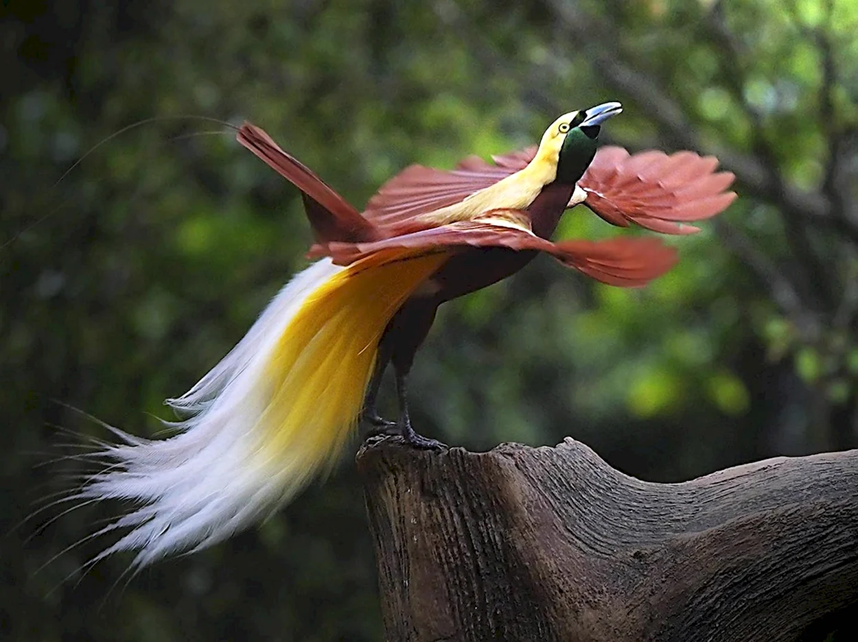 Реггианова Райская птица. Красивое животное