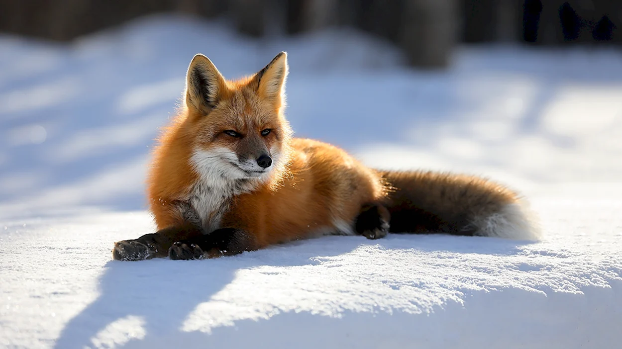 Renard Fox. Красивое животное