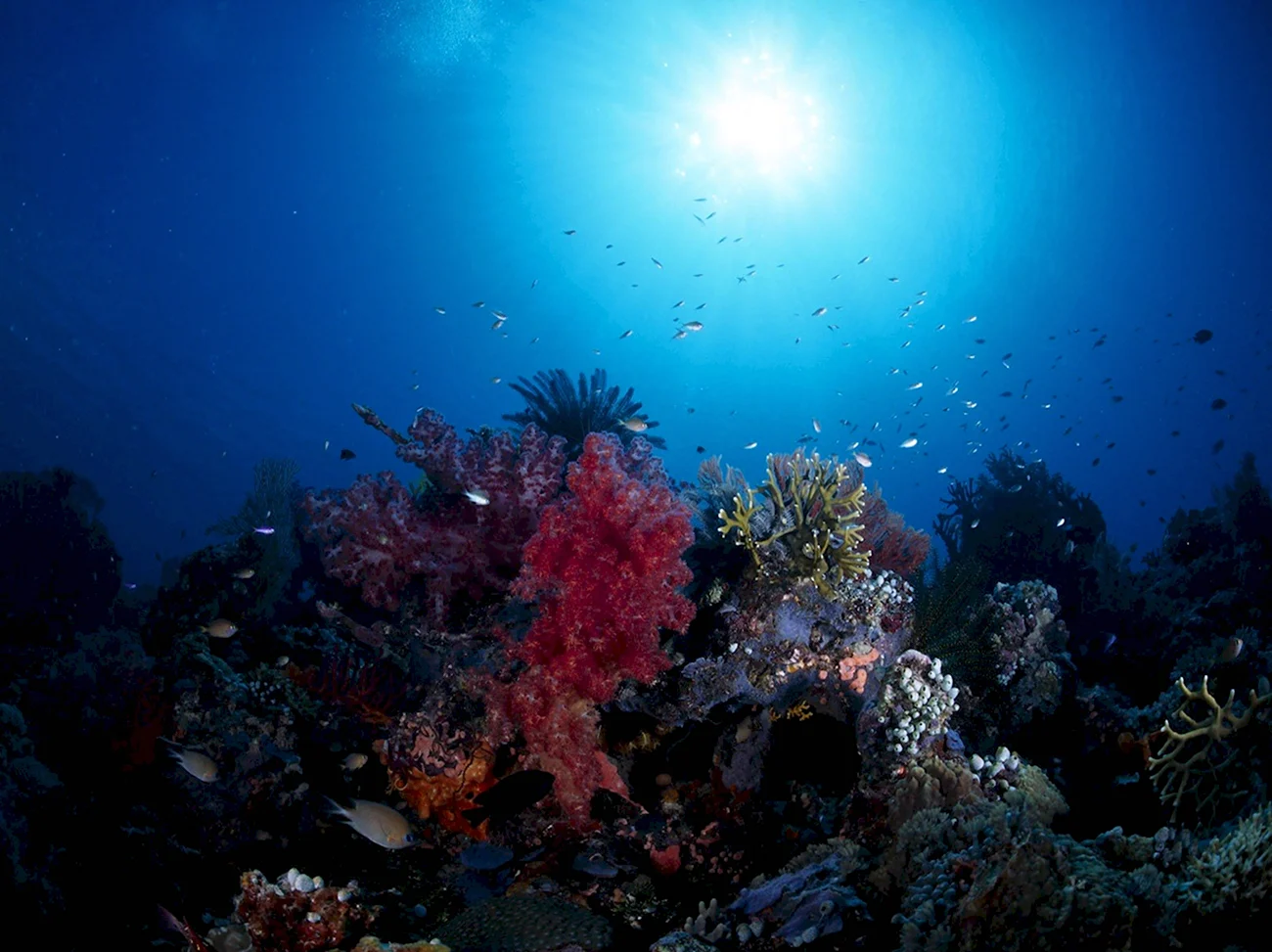 Риф красного моря глубины. Картинка