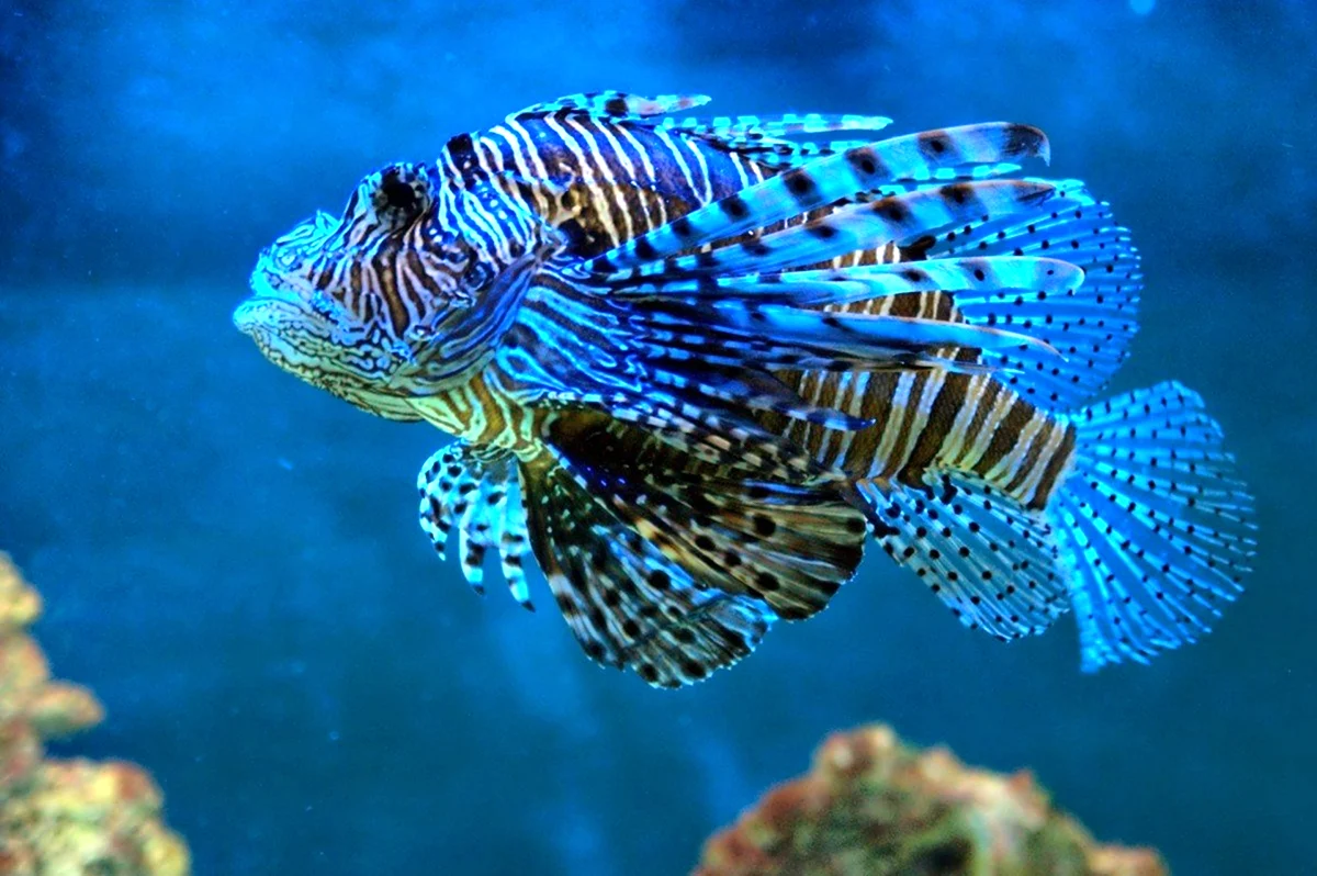 Рифовые аквариумные рыбки. Красивое животное