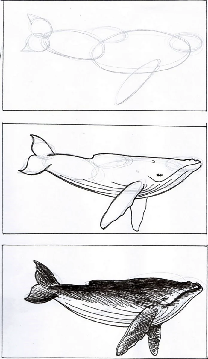 Рисование кита пошагово. Для срисовки