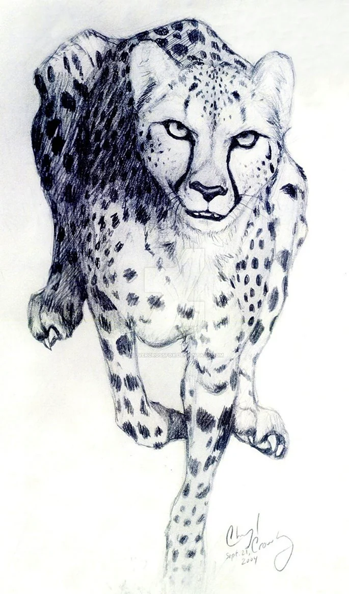Рисование леопарда. Для срисовки
