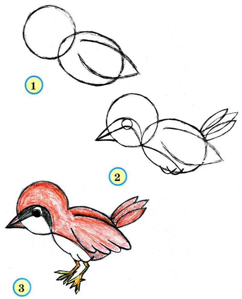 Рисование птиц для детей. Для срисовки