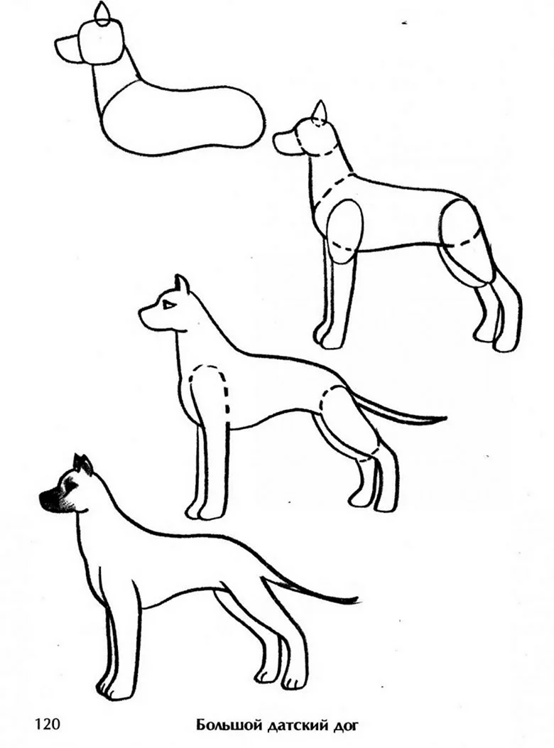 Рисование собаки. Для срисовки
