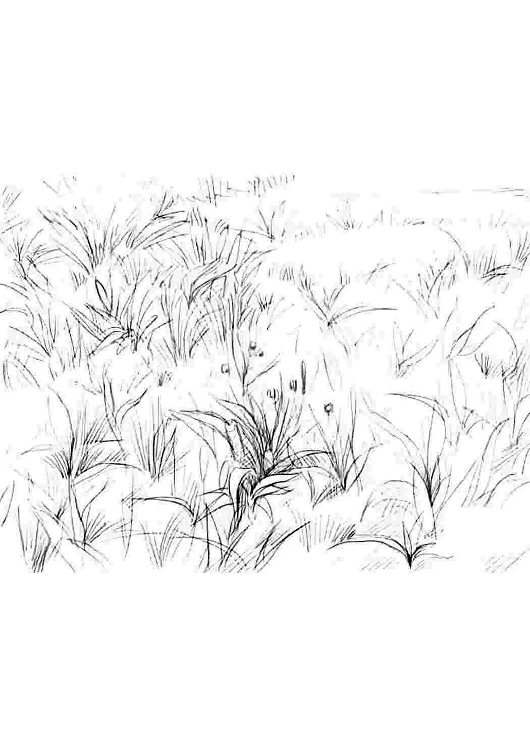 Рисование травы карандашом. Для срисовки