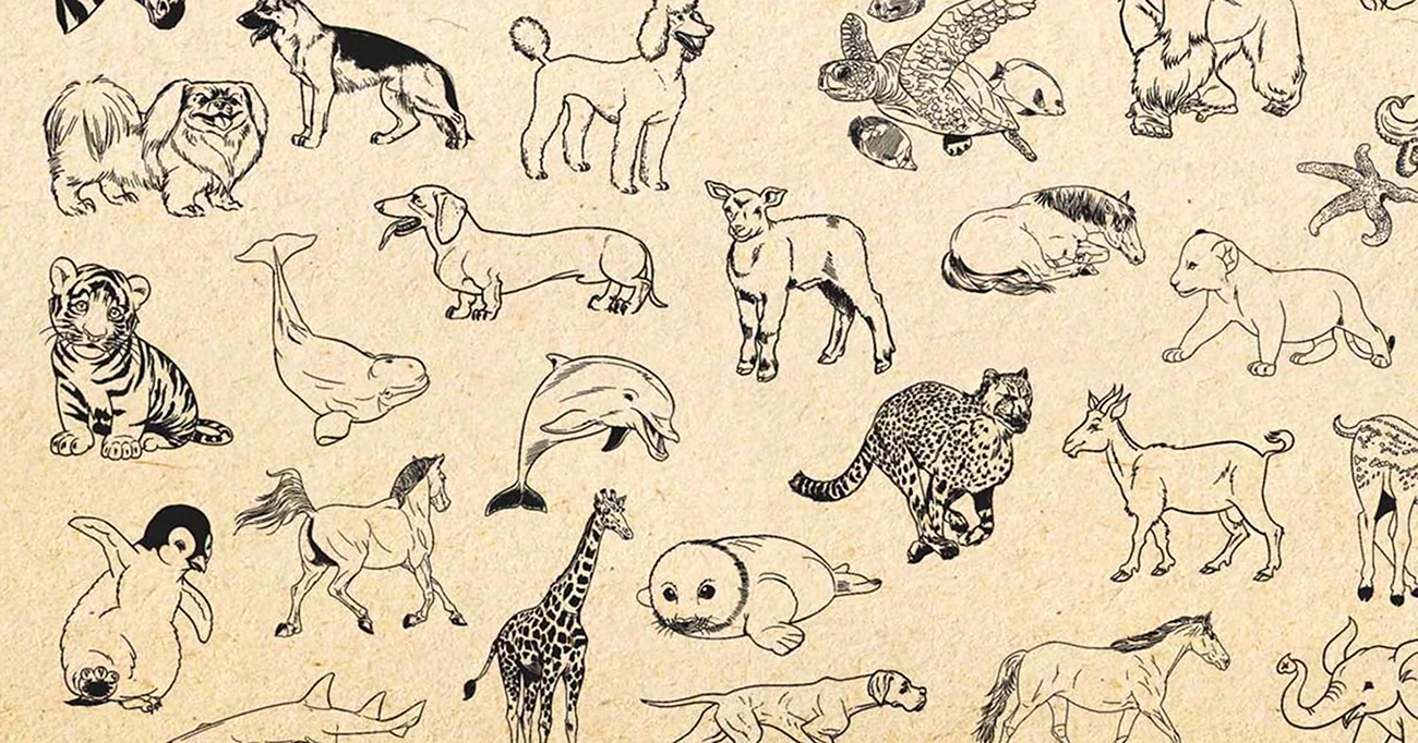 Рисование животных разных видов. Для срисовки