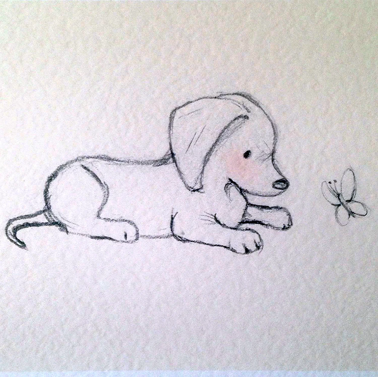 Рисунки для срисовки собака легко. Красивое животное
