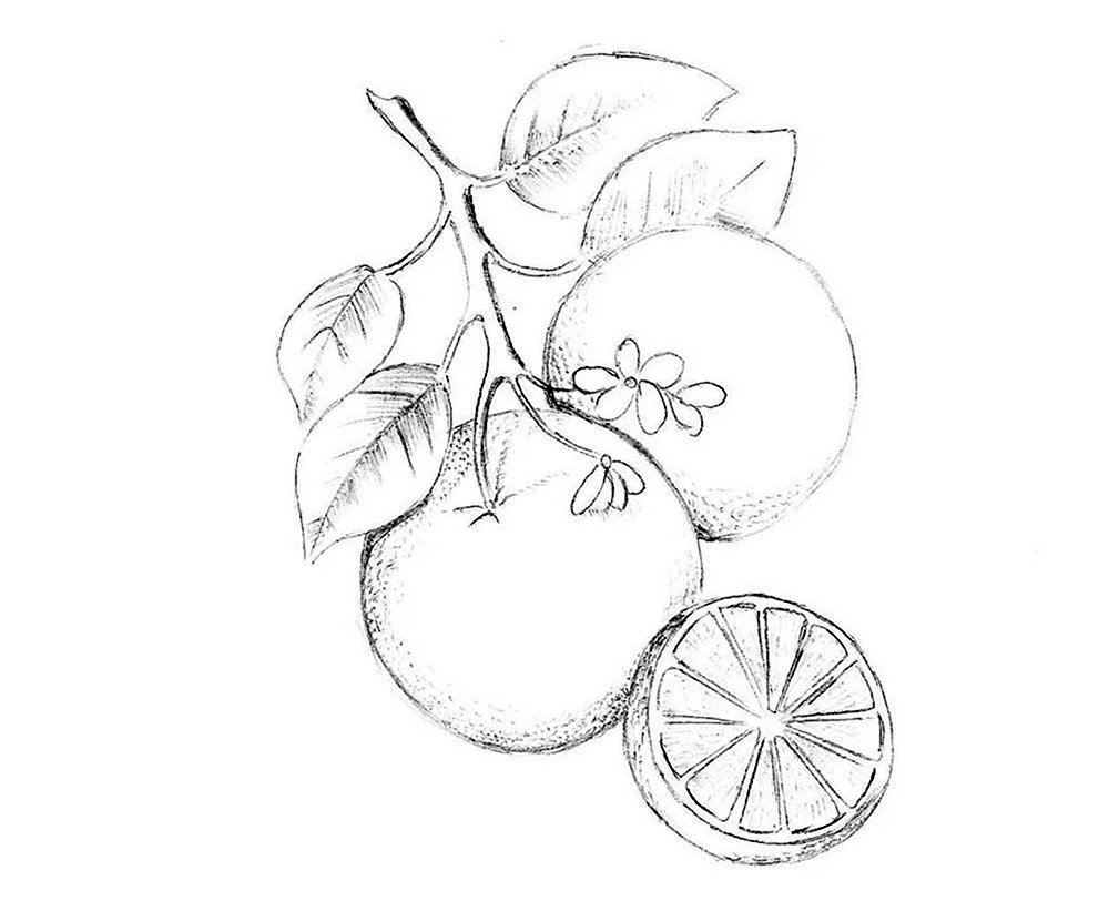Рисунки фруктов для срисовки карандашом. Для срисовки