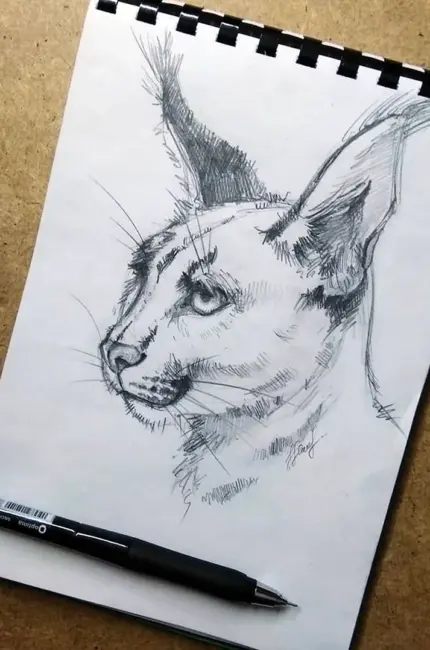 Рисунки карандашом для скетчбука животные. Для срисовки