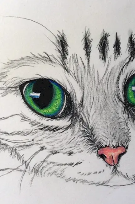 Рисунки карандашом кошки лёгкие. Красивые картинки животных