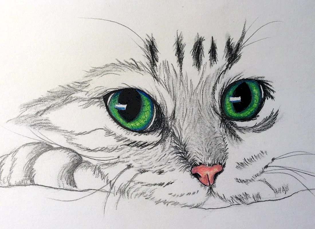 Рисунки карандашом кошки лёгкие. Красивые картинки животных