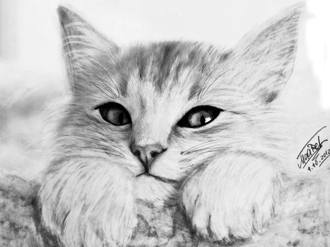 Рисунки котиков. Красивые картинки животных