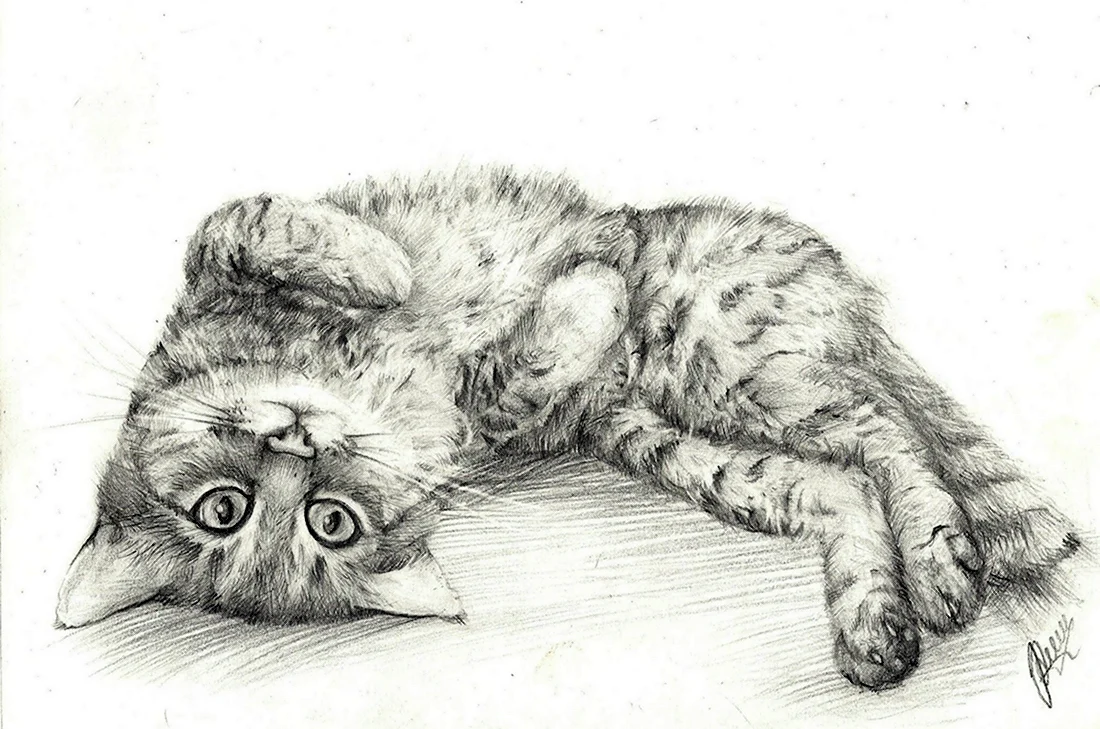 Рисунки котиков карандашом. Красивые картинки животных