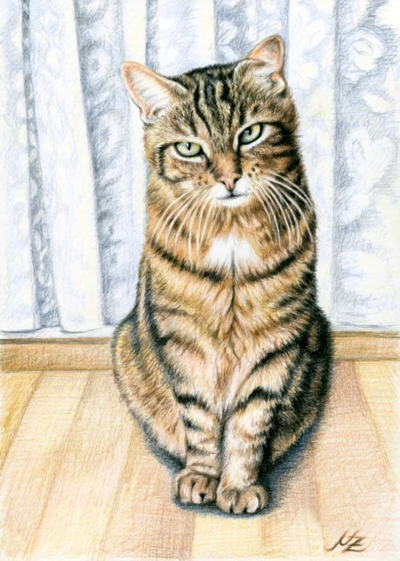 Рисунки котов. Красивые картинки животных