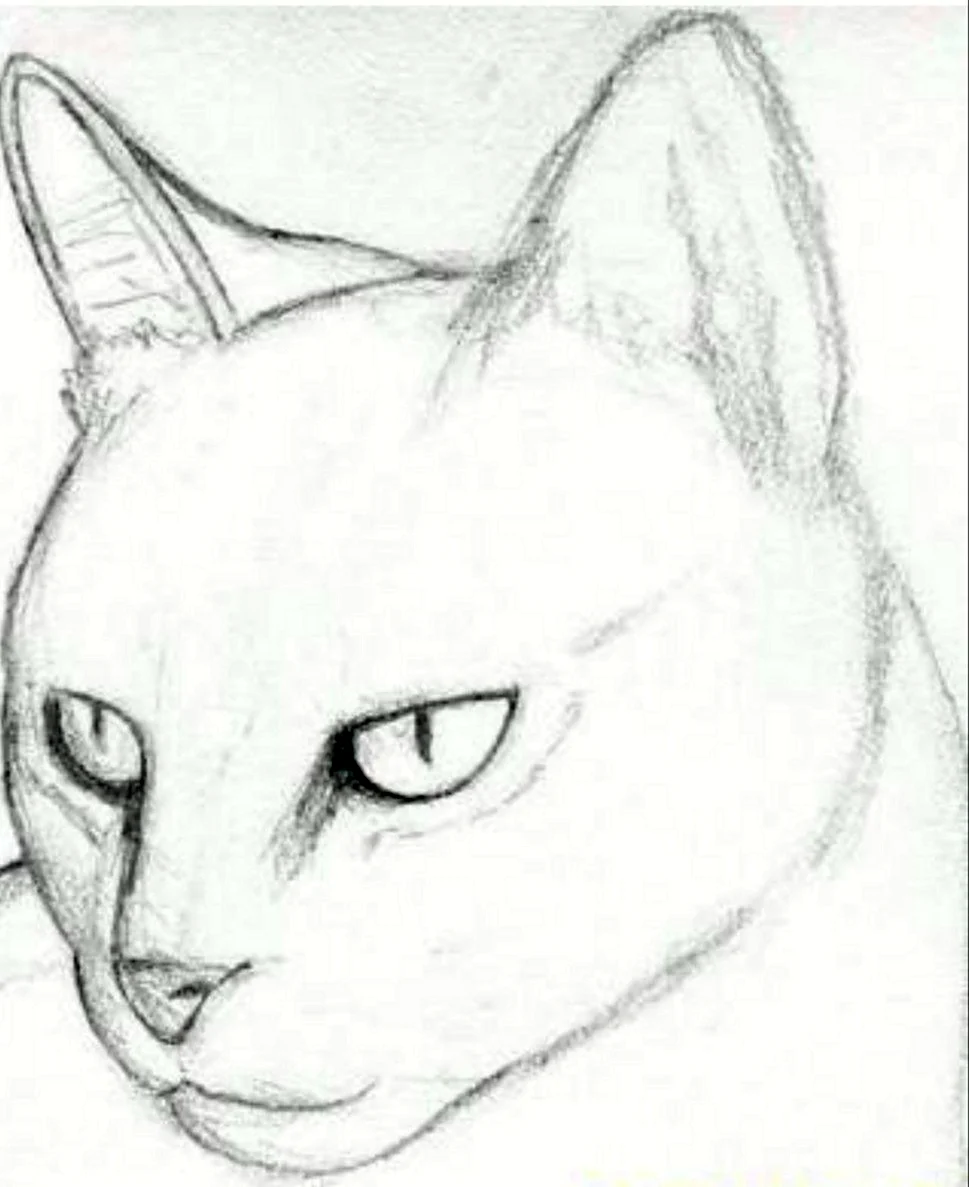 Рисунки котов карандашом. Красивые картинки животных