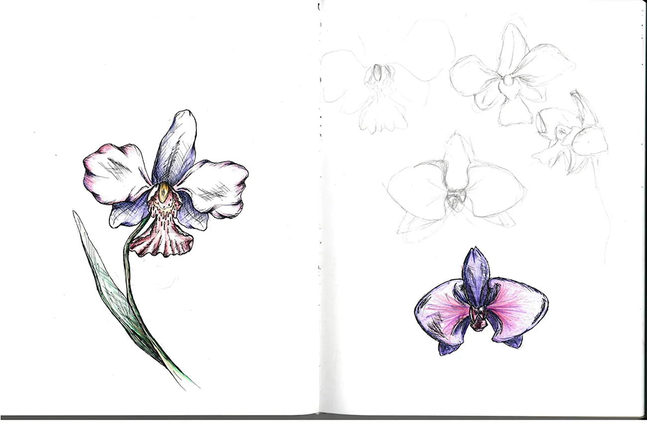 Рисунки орхидеи для срисовки. Для срисовки