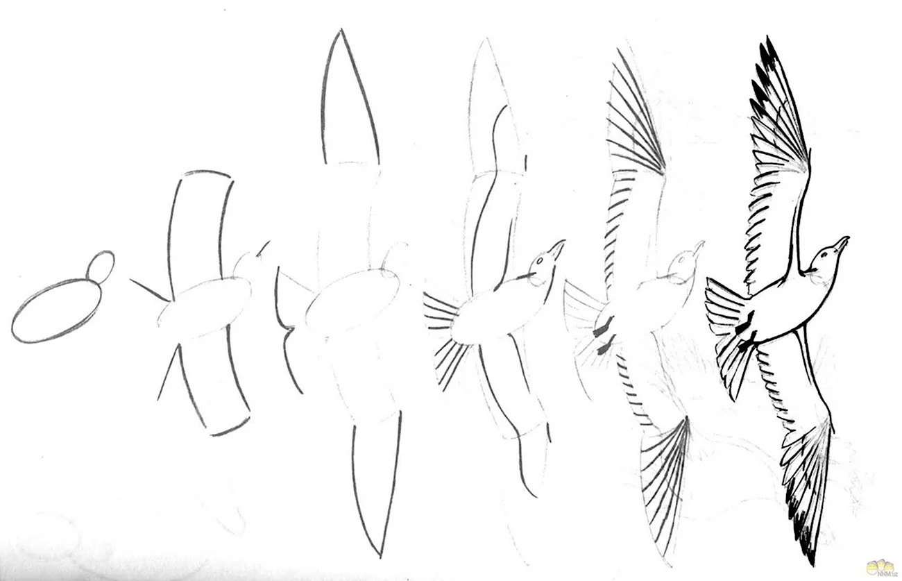 Рисунки птиц карандашом для начинающих. Для срисовки