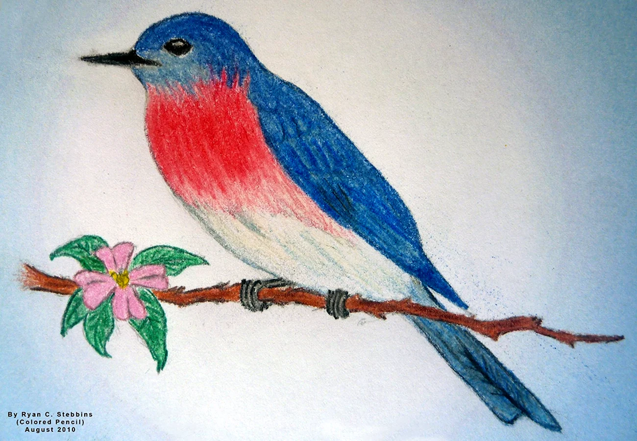 Рисунки птиц цветными карандашами. Для срисовки