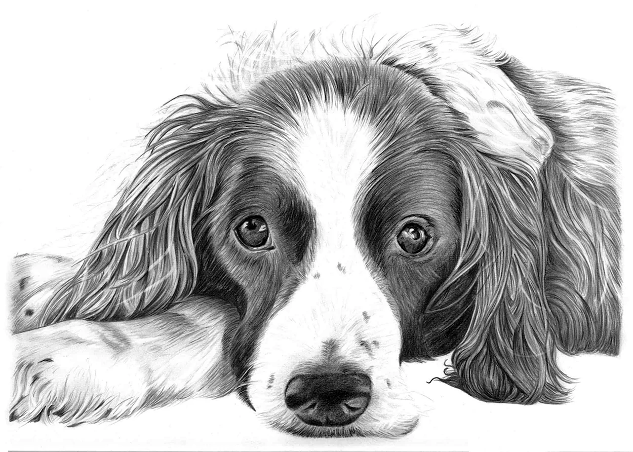 Рисунки собак простым карандашом. Красивое животное