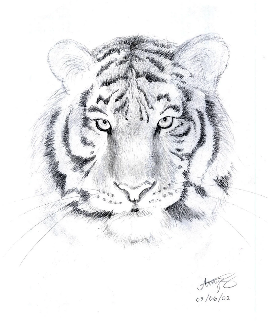 Рисунки тигров для срисовки. Для срисовки