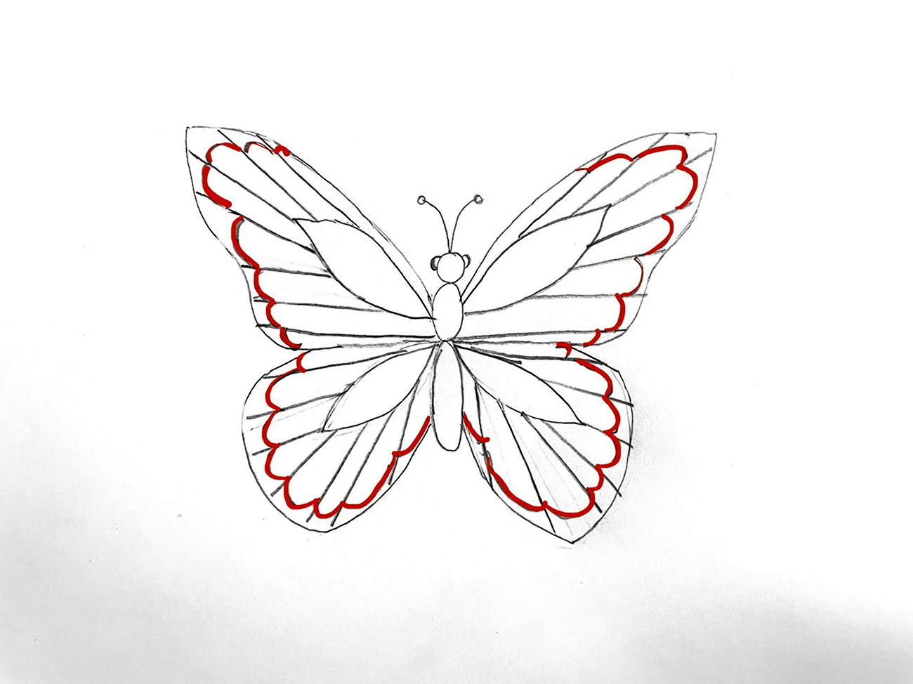 Рисунок бабочки карандашом с переливом. Для срисовки
