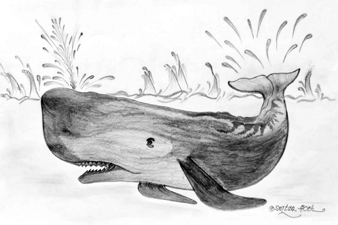 Рисунок кита карандашом для срисовки. Для срисовки