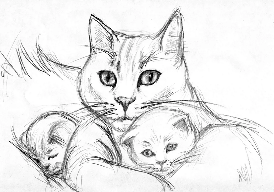 Рисунок кошки для срисовки. Красивые картинки животных