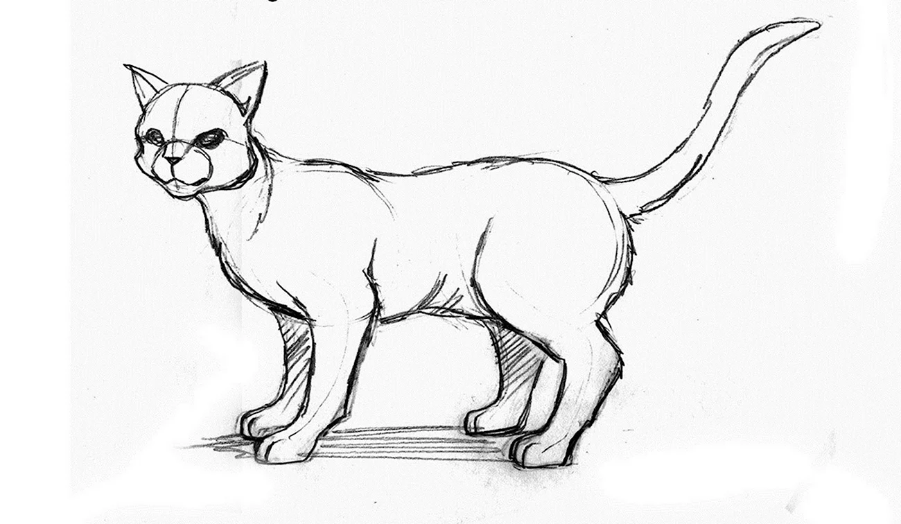 Рисунок кошки карандашом для срисовки. Для срисовки