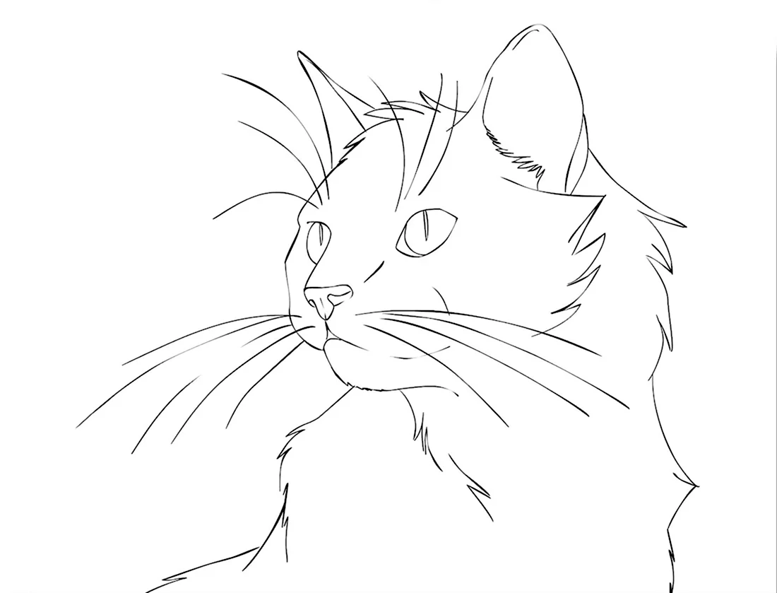 Рисунок кошки карандашом для срисовки. Красивые картинки животных