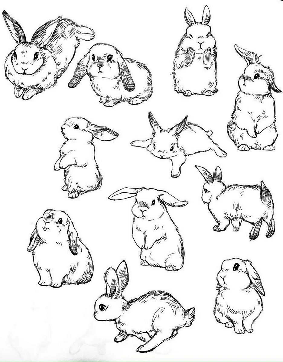 Рисунок кролика для срисовки. Для срисовки