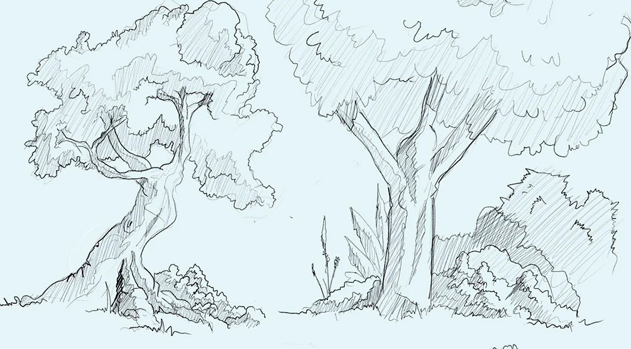 Рисунок леса карандашом для срисовки. Для срисовки