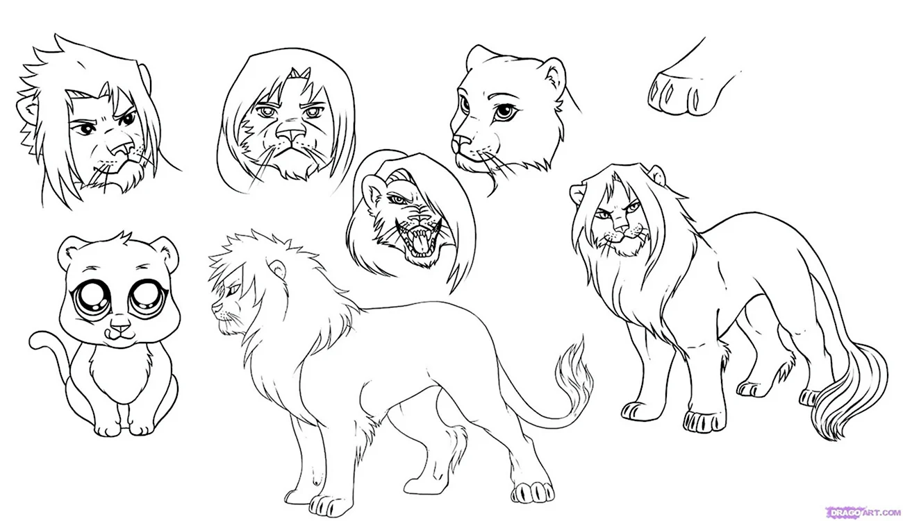 Рисунок Льва для срисовки. Для срисовки
